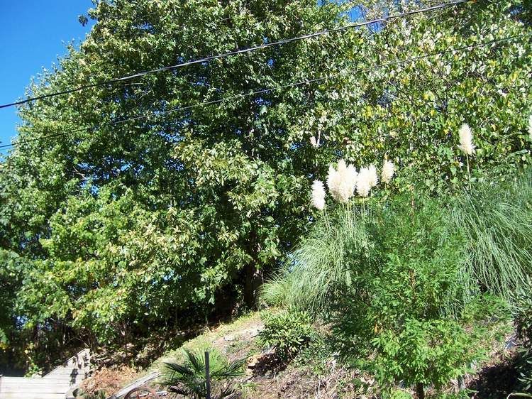 Are the leaves changing in your area yet? (Kingsport, Bristol live in